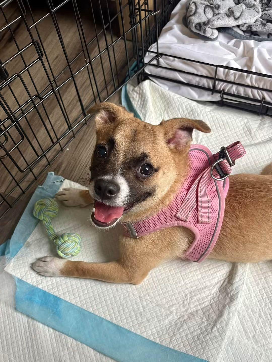 Enlarge Mimi, a Adopted mixed breed in Collingswood, NJ image 2/6
