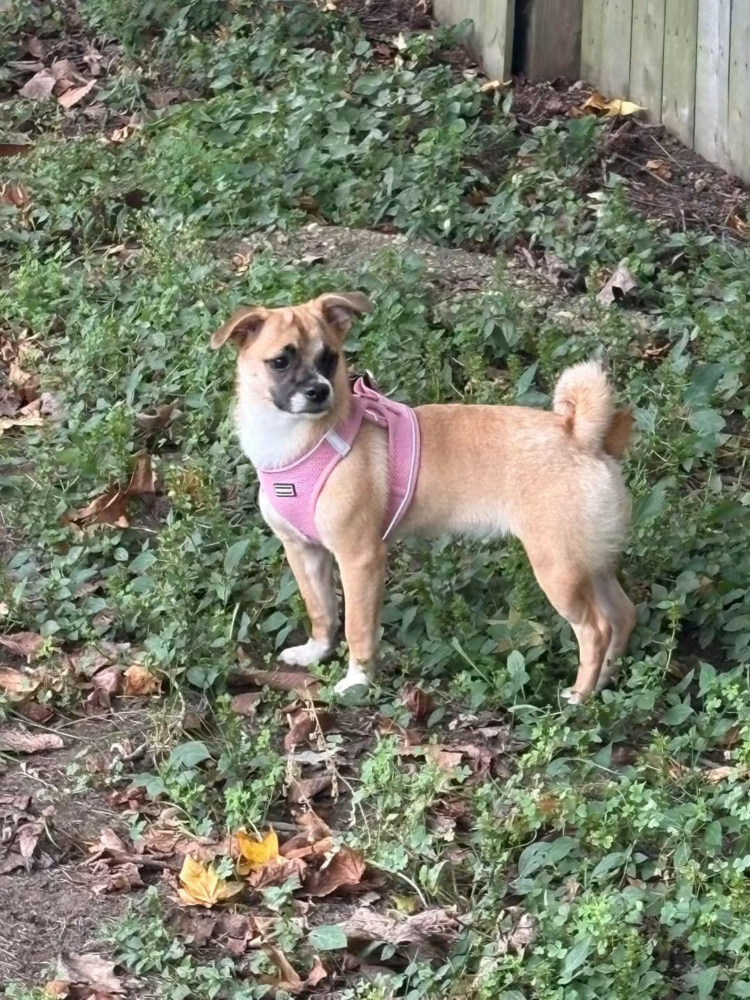 Enlarge Mimi, a Adopted mixed breed in Collingswood, NJ image 4/6