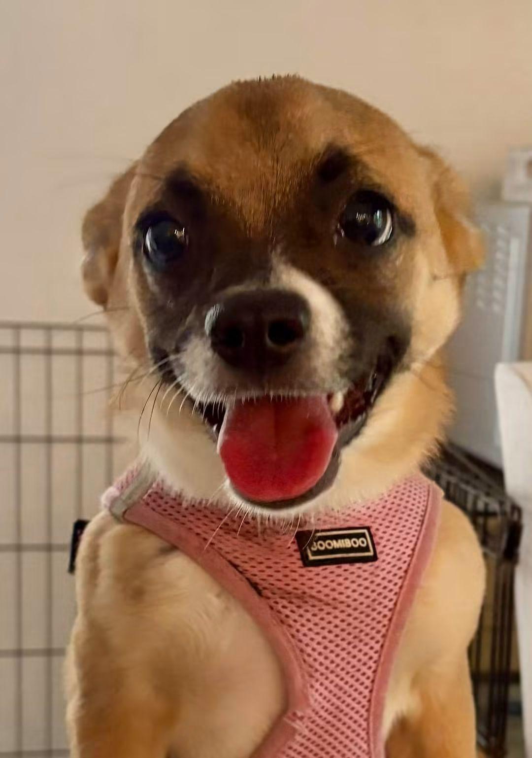 Mimi, Adopted, Young Female Chihuahua & Pug.
