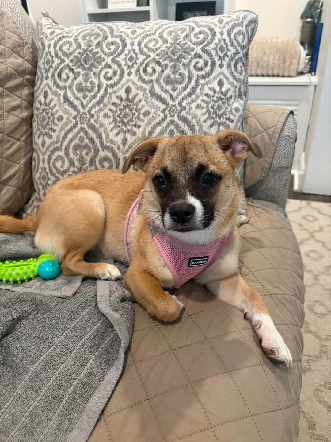 Enlarge Mimi, a Adopted mixed breed in Collingswood, NJ image 3/6