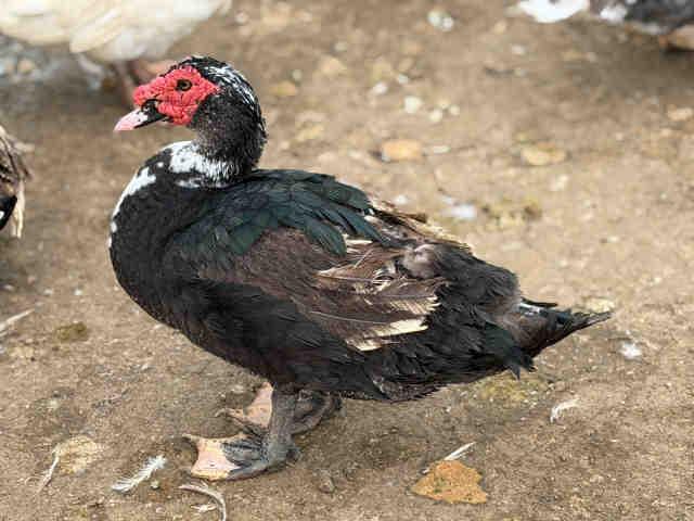 SHADOW, Adoptable, Adult Male Duck.