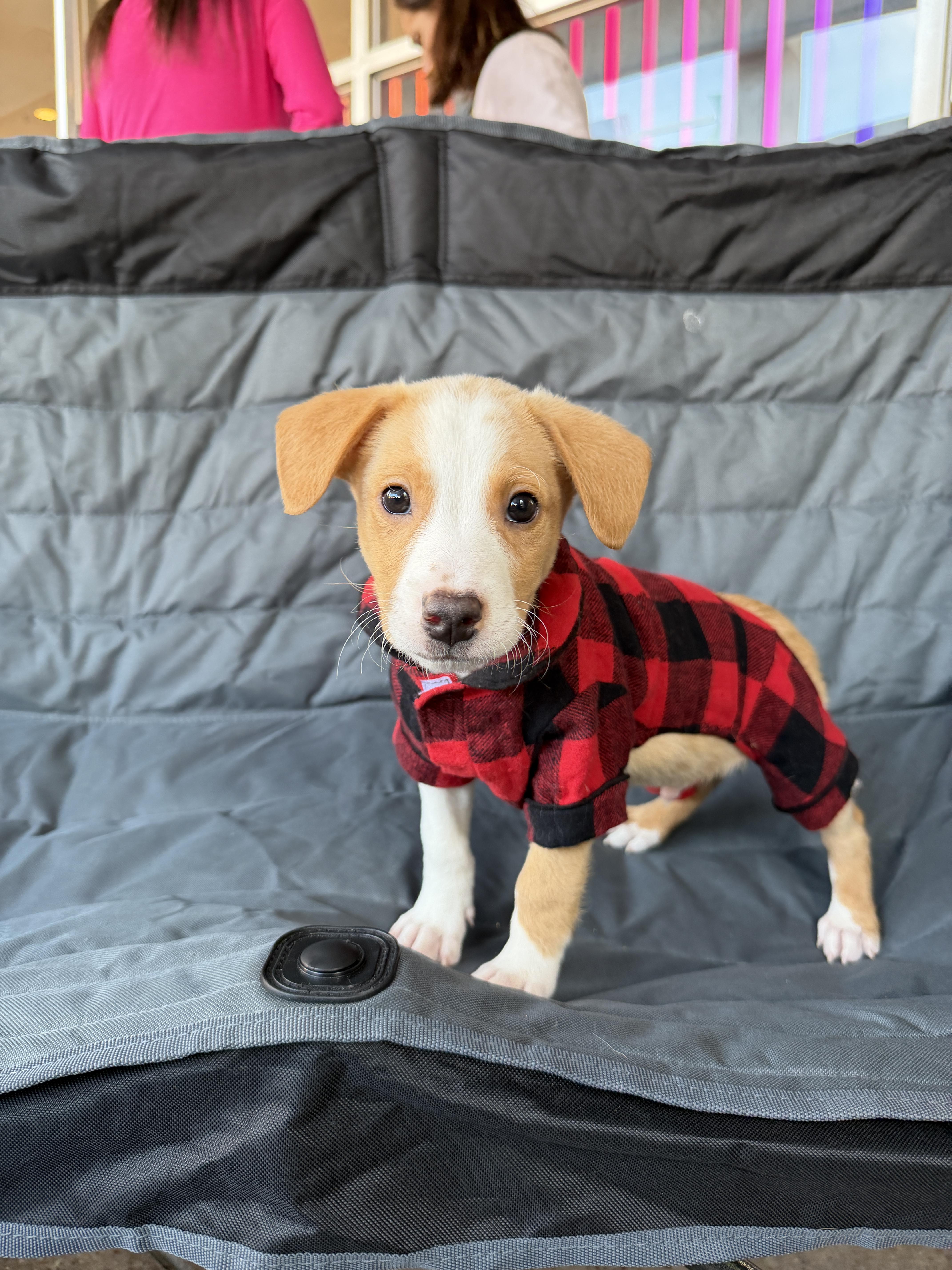Perseus, Adoptable, Puppy Male Labrador Retriever & Beagle.