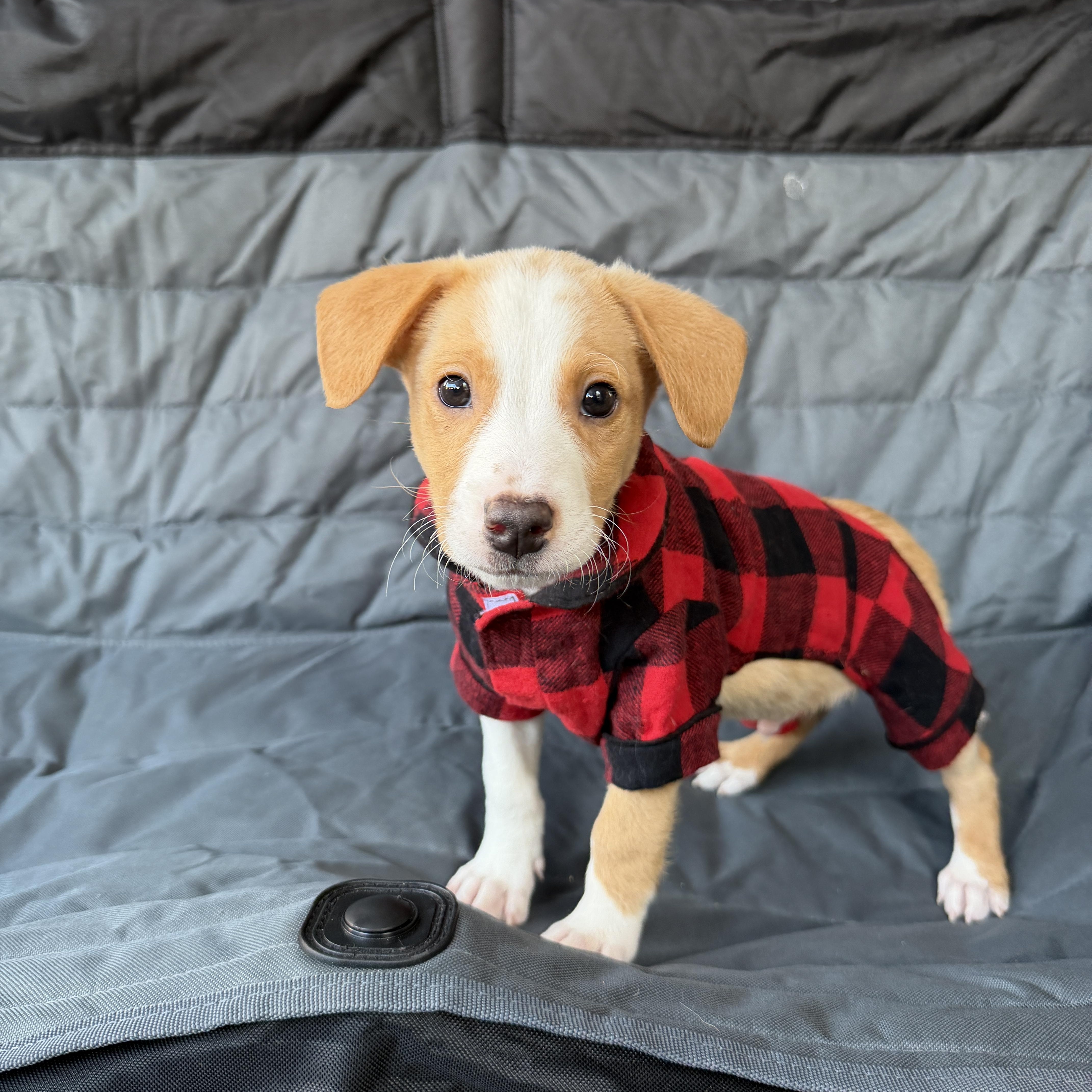 Enlarge Perseus, a Adoptable mixed breed in Poway, CA image 1/1