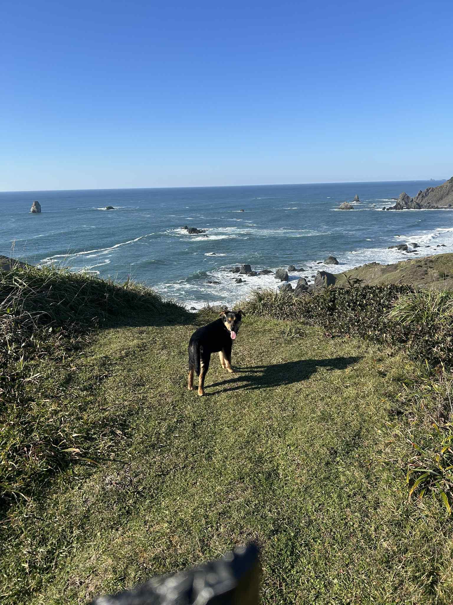 Enlarge Lucas, an adopted mixed breed in Grants Pass, OR image 3/3
