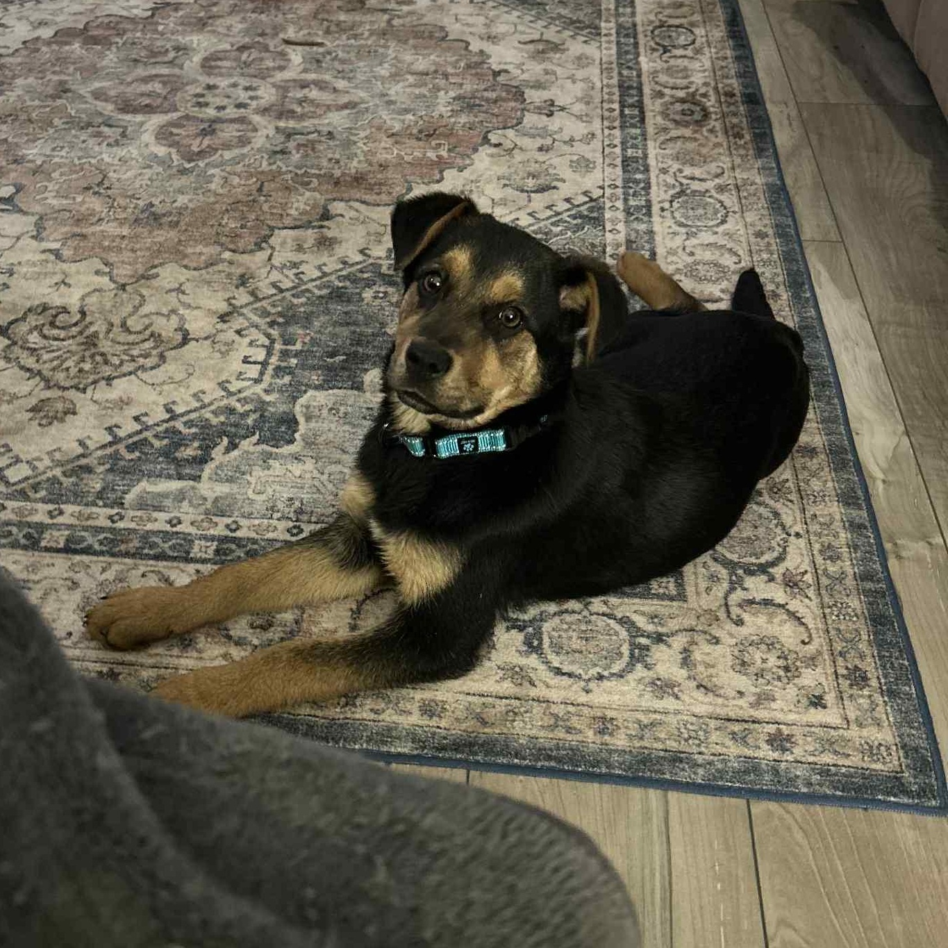 Enlarge Lucas, an adopted mixed breed in Grants Pass, OR image 1/3