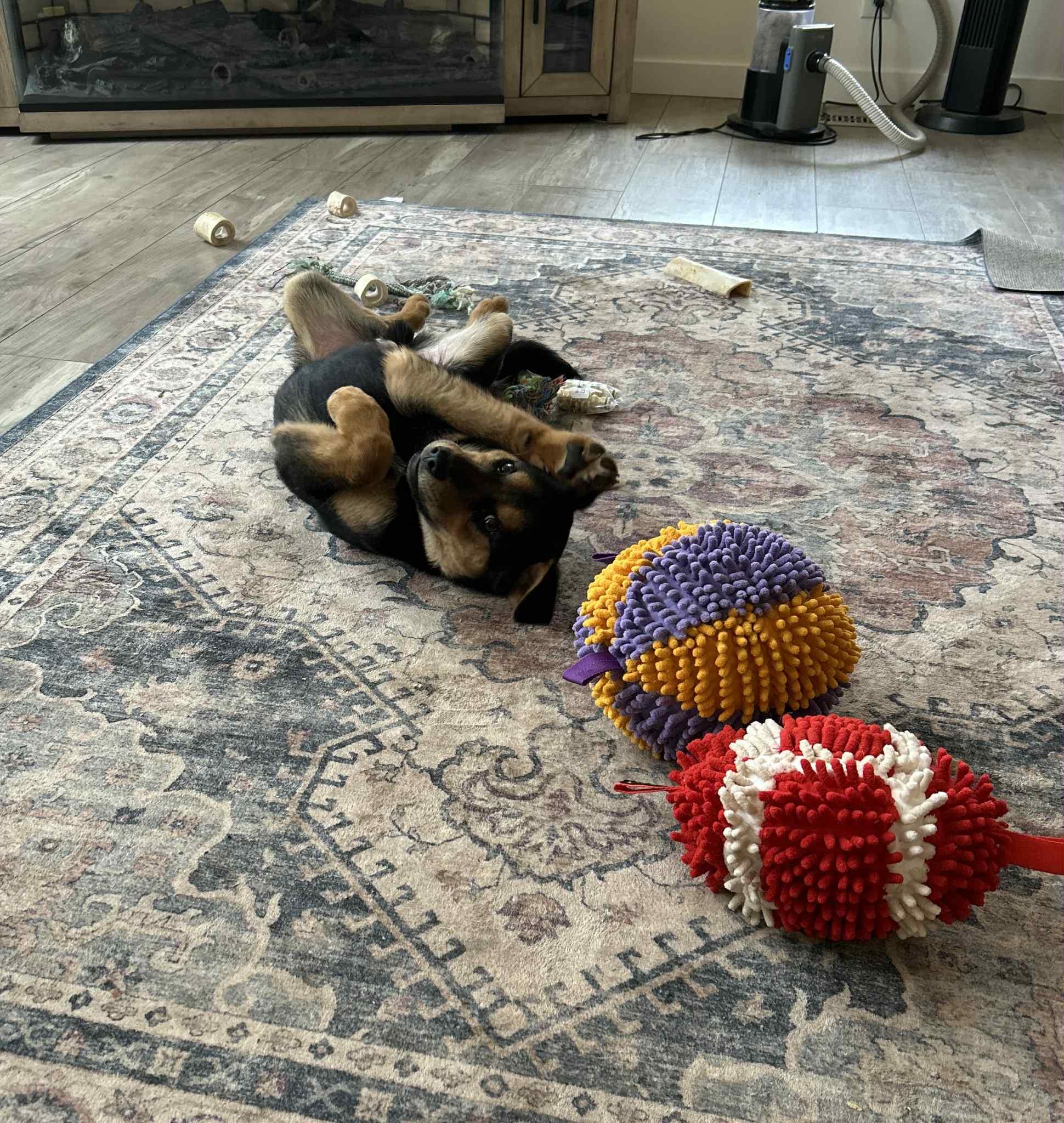 Enlarge Lucas, an adopted mixed breed in Grants Pass, OR image 2/3