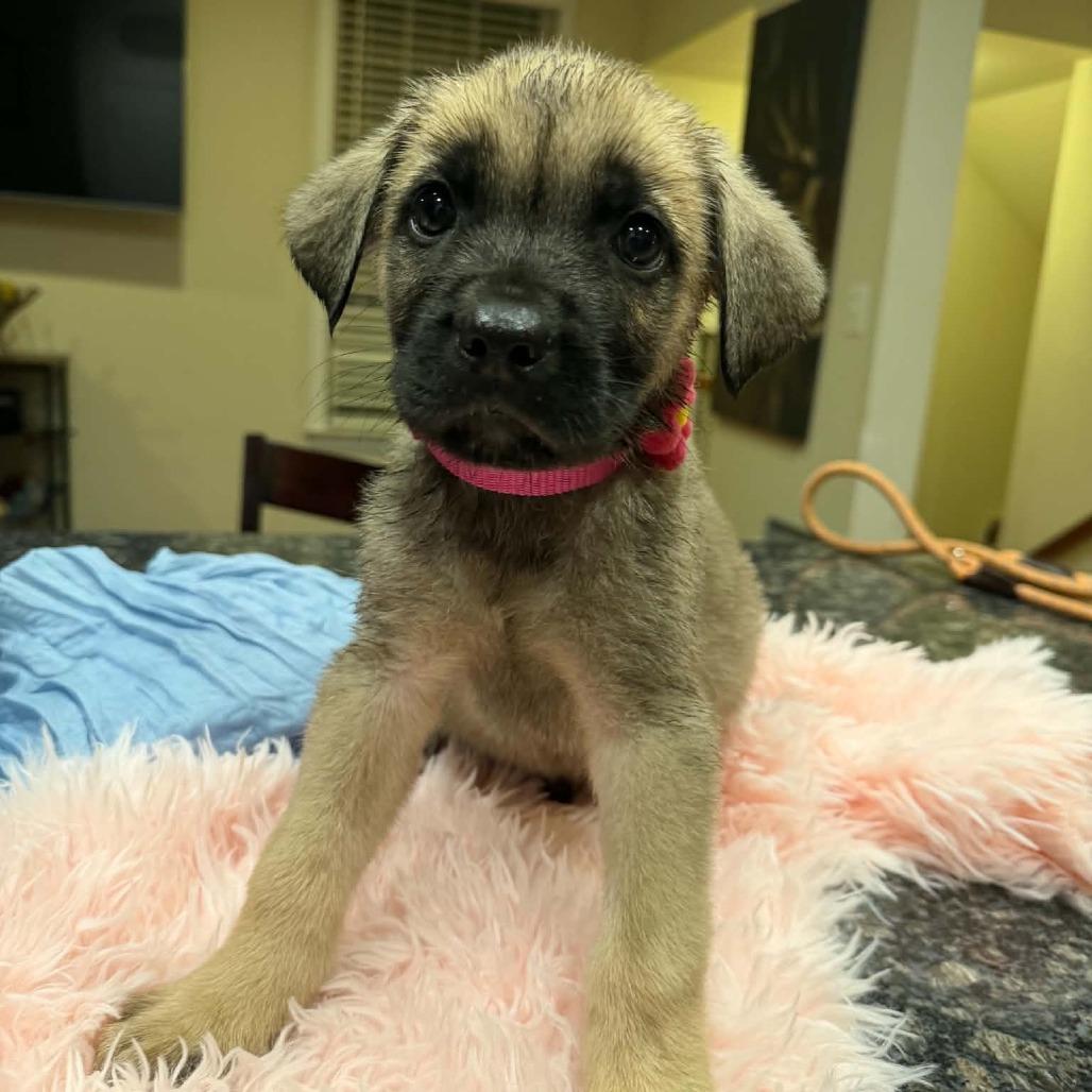 Yasmin (Puppy Magenta), Adoptable, Puppy Female Bullmastiff & German Shepherd Dog.