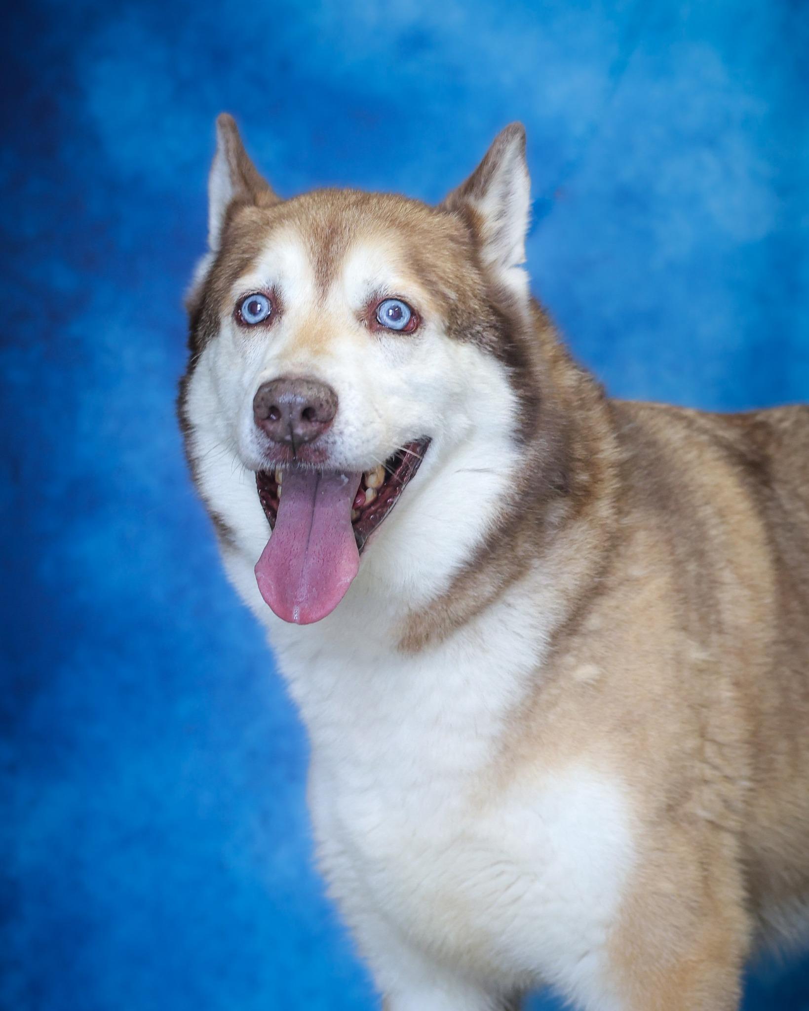 Enlarge BUDDY HOLLY (0421), a ADOPTABLE Husky in Bridgeport, CT image 1/1