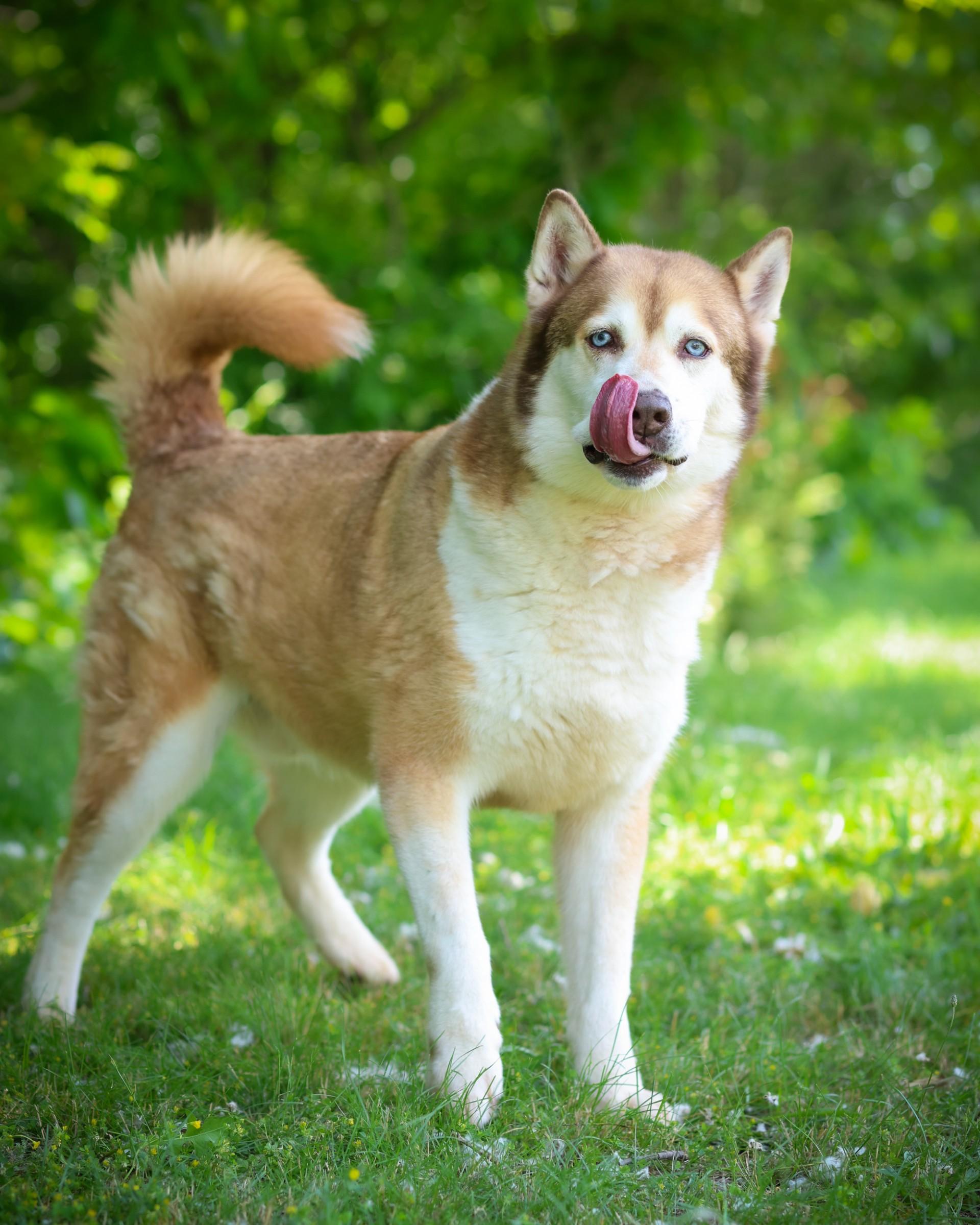 BUDDY HOLLY (0421), ADOPTABLE, Young Male Husky.