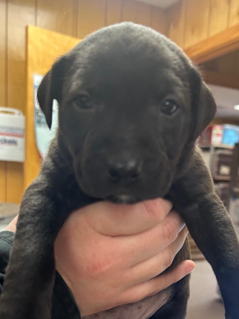 Justice, Adoptable, Puppy Female Hound.