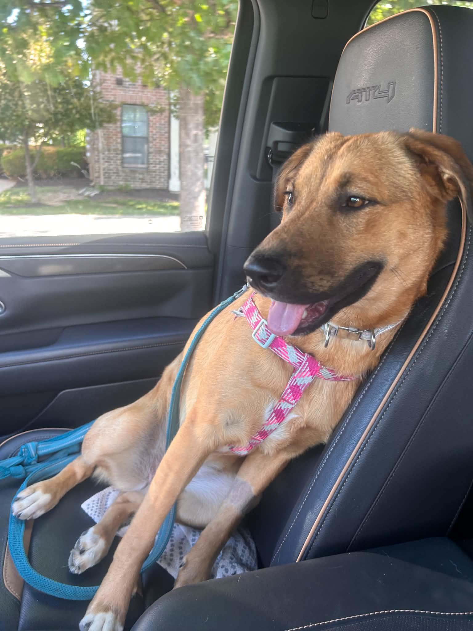 Bria, Adoptable, Young Female Shepherd.