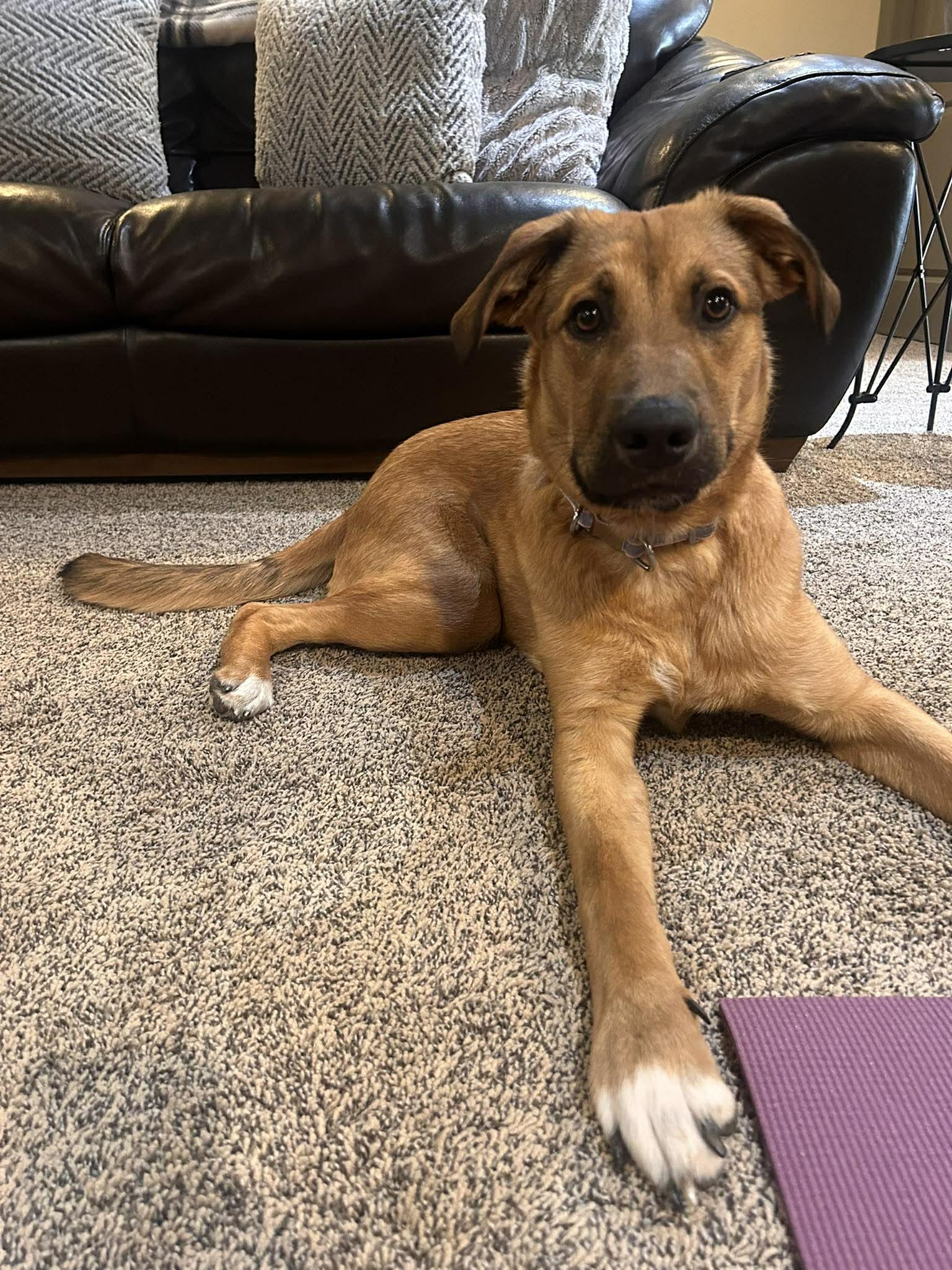 Bria, Adoptable, Young Female Shepherd.