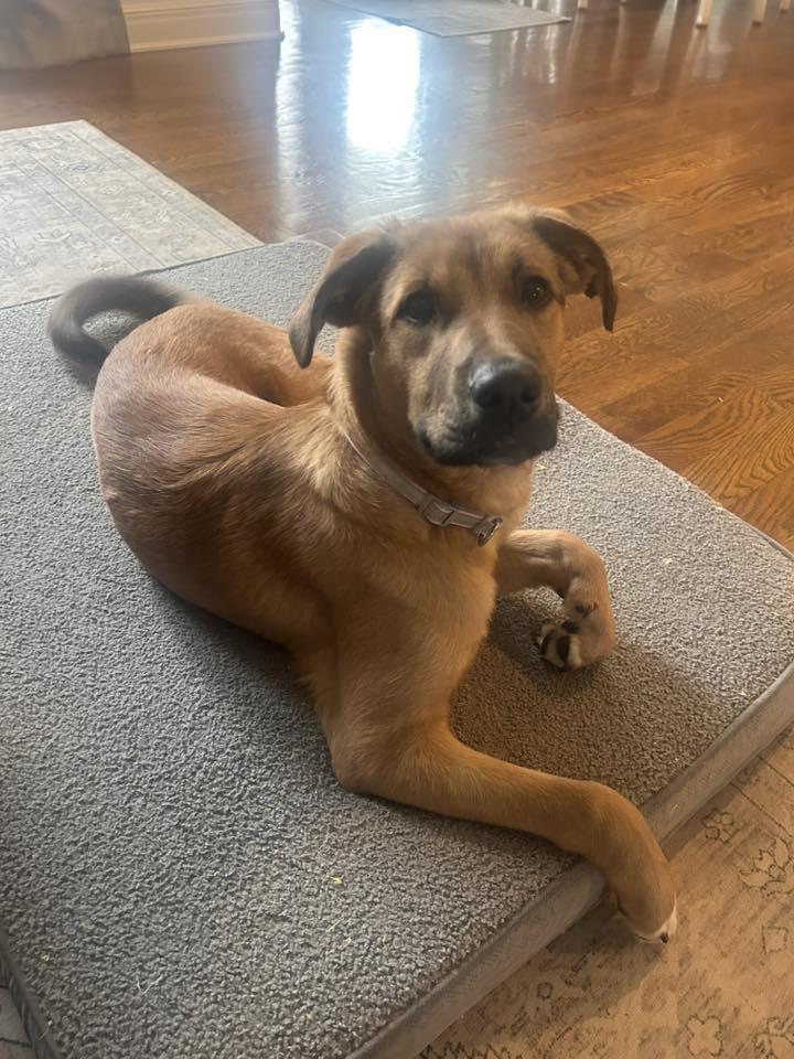 Enlarge Bria, a Adoptable Shepherd in Lee's Summit, MO image 2/3