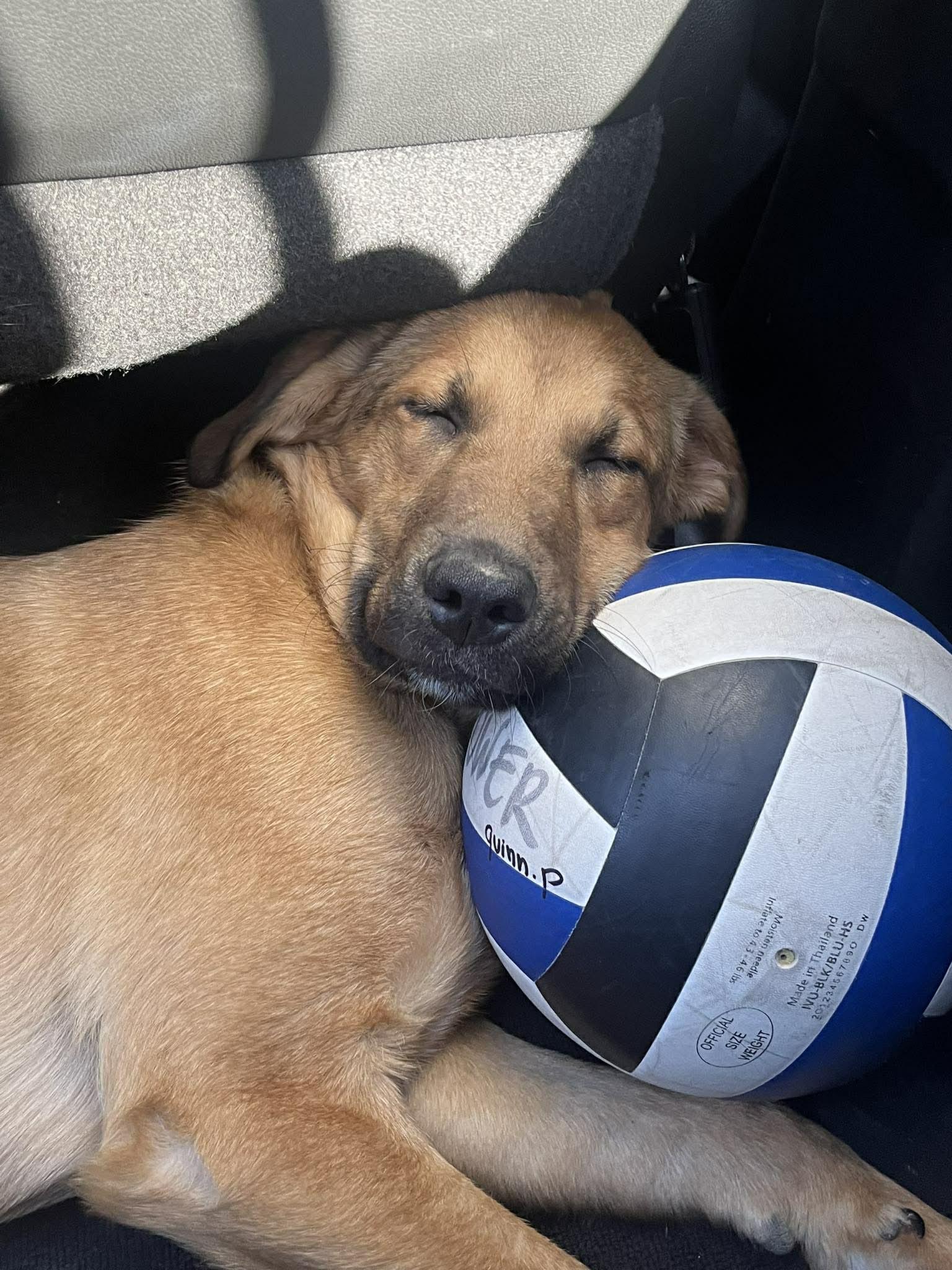 Enlarge Bria, a Adoptable Shepherd in Lee's Summit, MO image 3/3