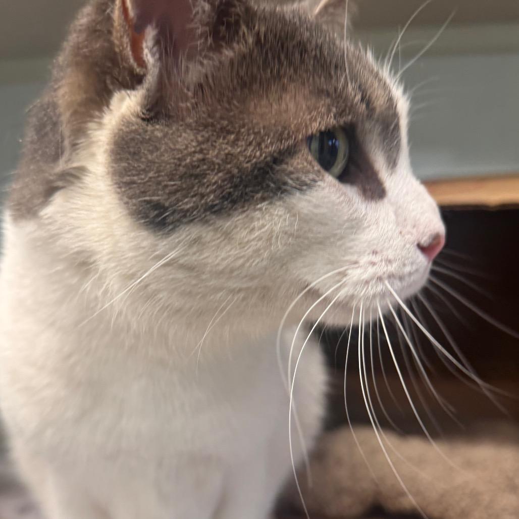 Billie, Adoptable, Adult Female Domestic Short Hair.