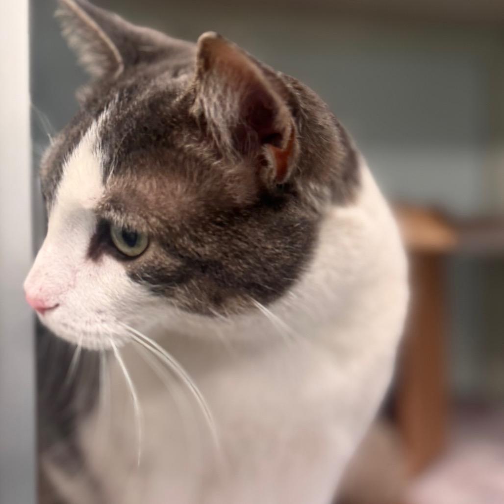 Enlarge Billie, a Adoptable Domestic Short Hair in Wheeling, IL image 2/6