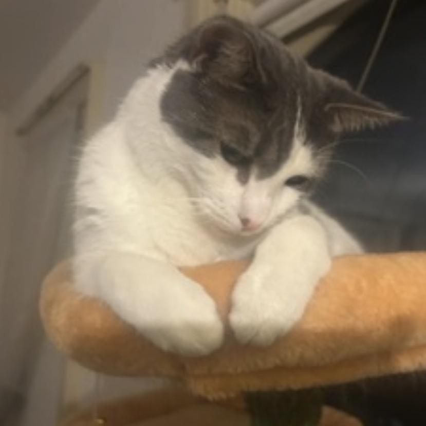 Enlarge Billie, a Adoptable Domestic Short Hair in Wheeling, IL image 3/6