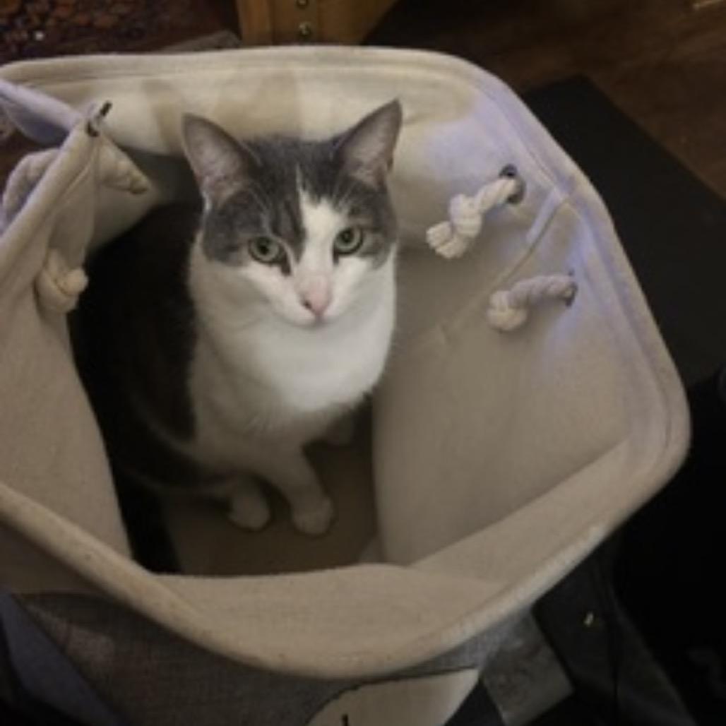 Enlarge Billie, a Adoptable Domestic Short Hair in Wheeling, IL image 4/6