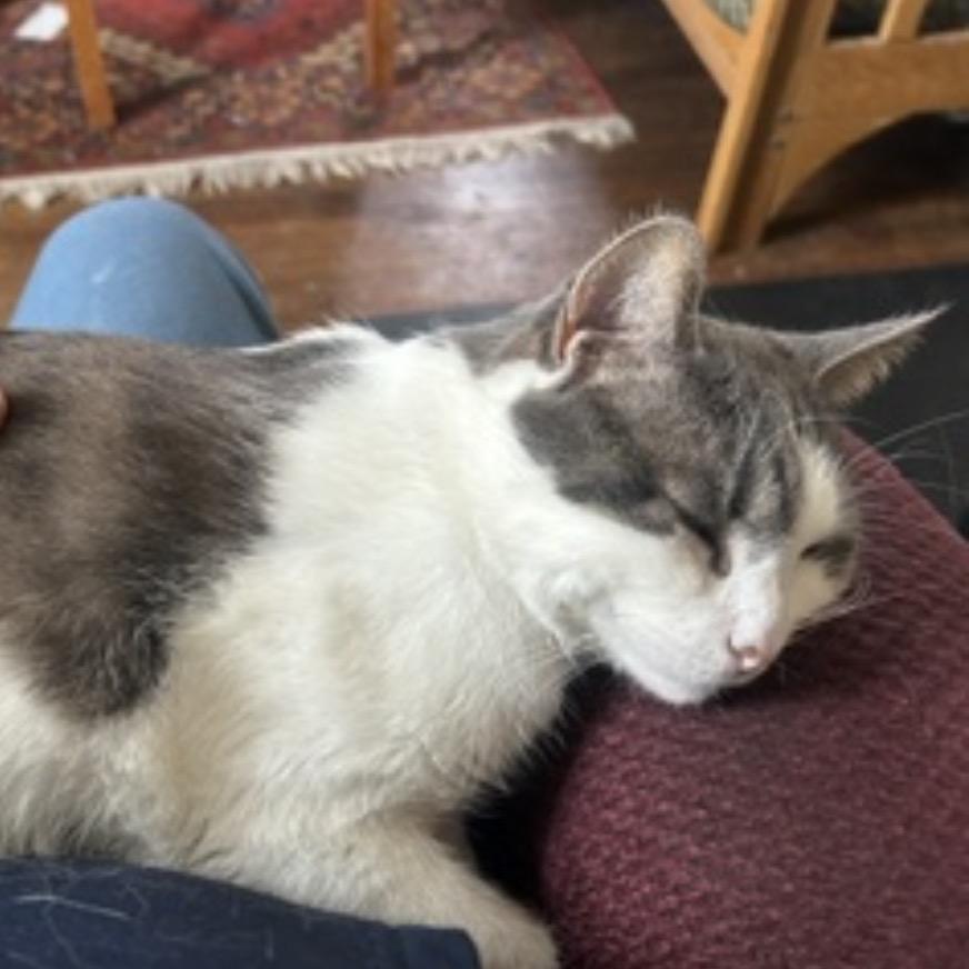 Enlarge Billie, a Adoptable Domestic Short Hair in Wheeling, IL image 5/6