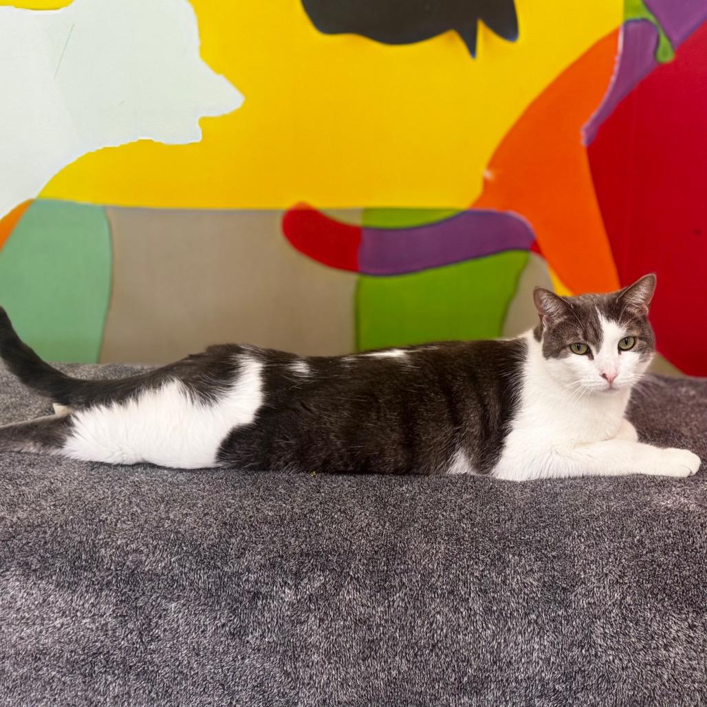 Enlarge Billie, a Adoptable Domestic Short Hair in Wheeling, IL image 6/6