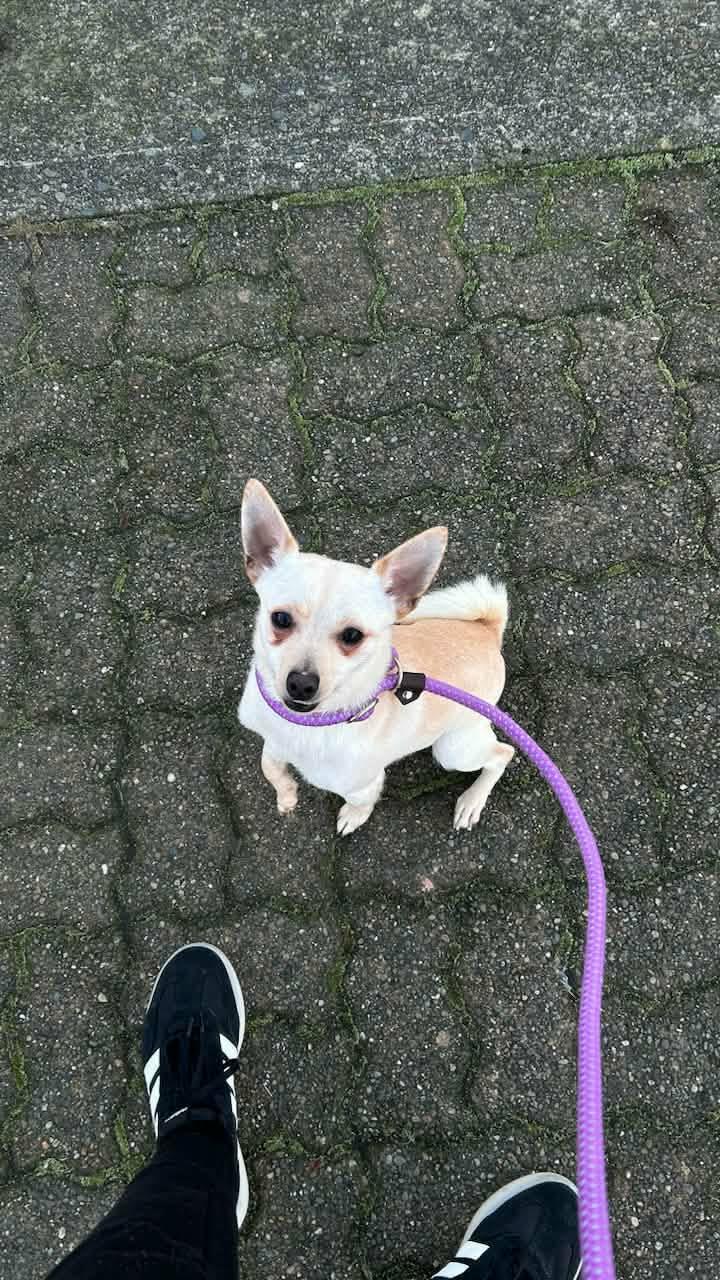 Enlarge Coco, a ADOPTABLE Chihuahua in Tacoma, WA image 2/6