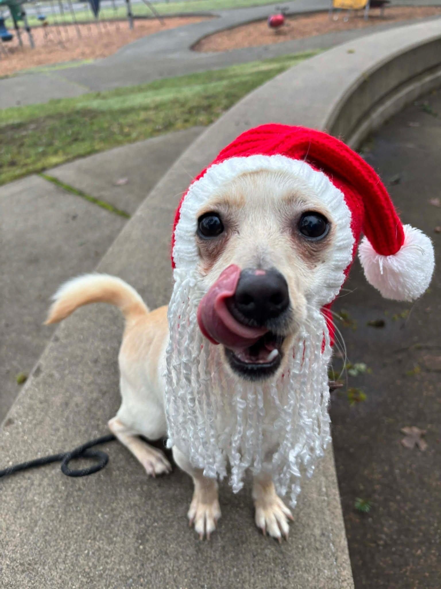 Enlarge Coco, a ADOPTABLE Chihuahua in Tacoma, WA image 3/6