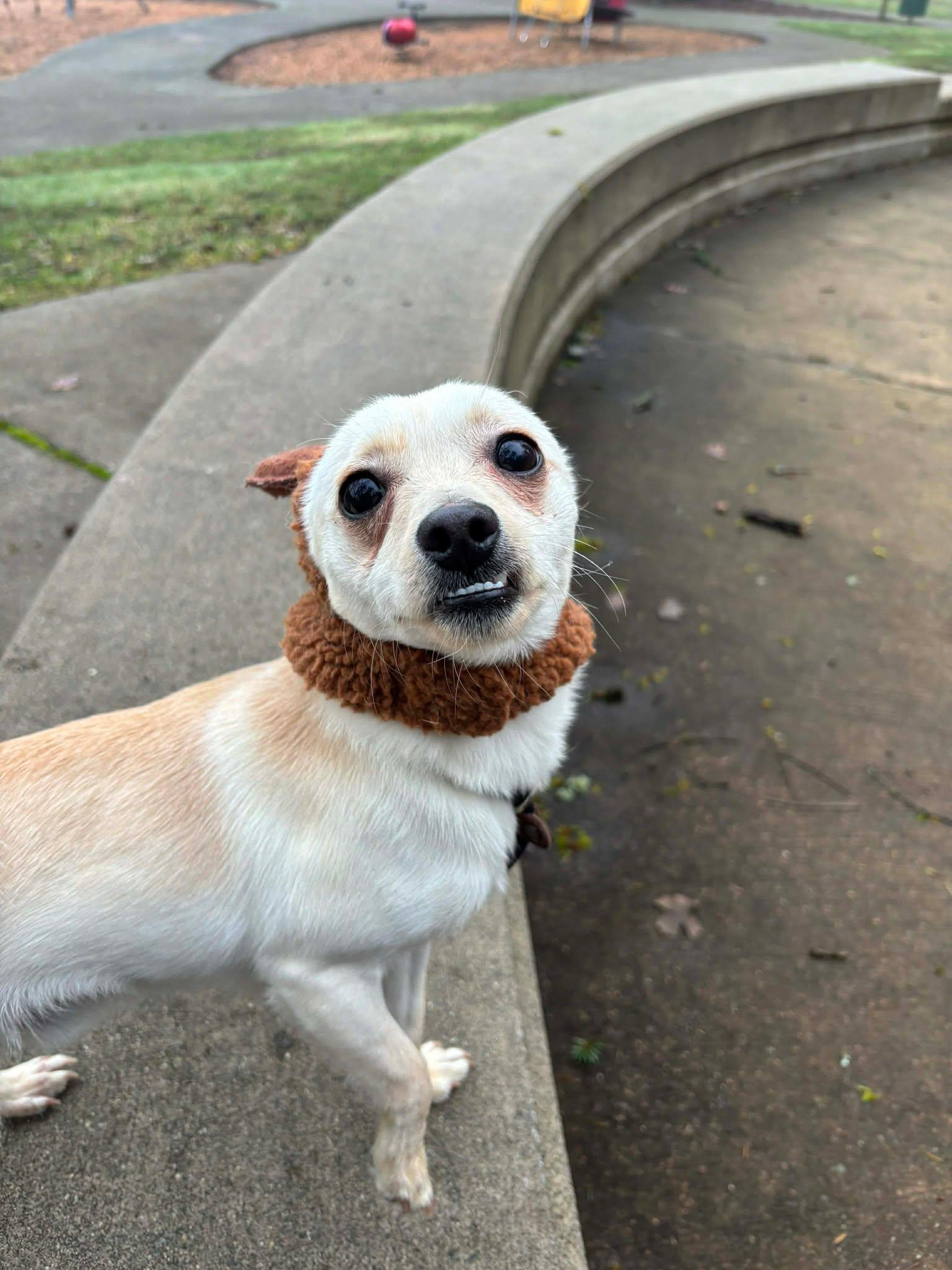 Enlarge Coco, a ADOPTABLE Chihuahua in Tacoma, WA image 4/6