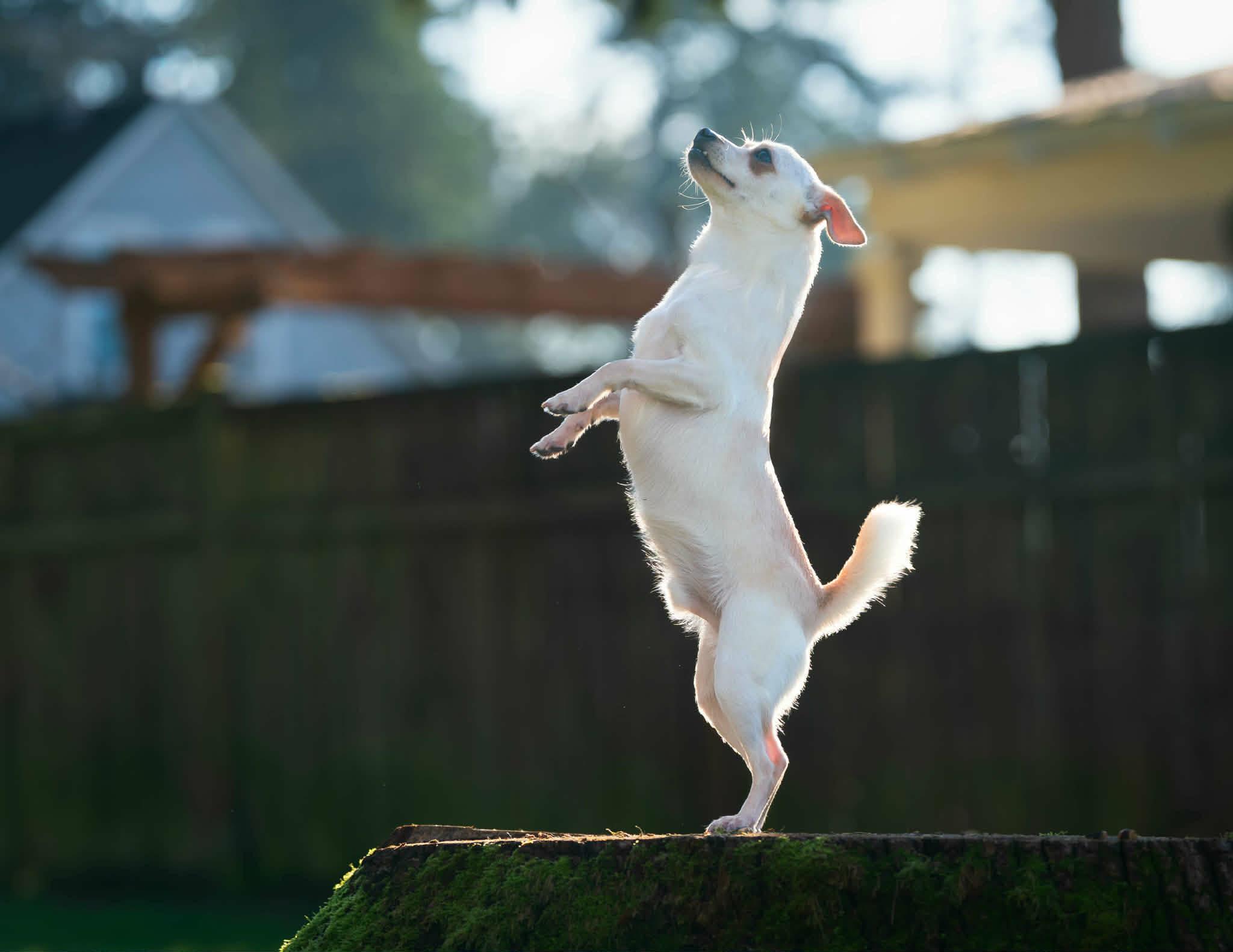 Enlarge Coco, a ADOPTABLE Chihuahua in Tacoma, WA image 5/6