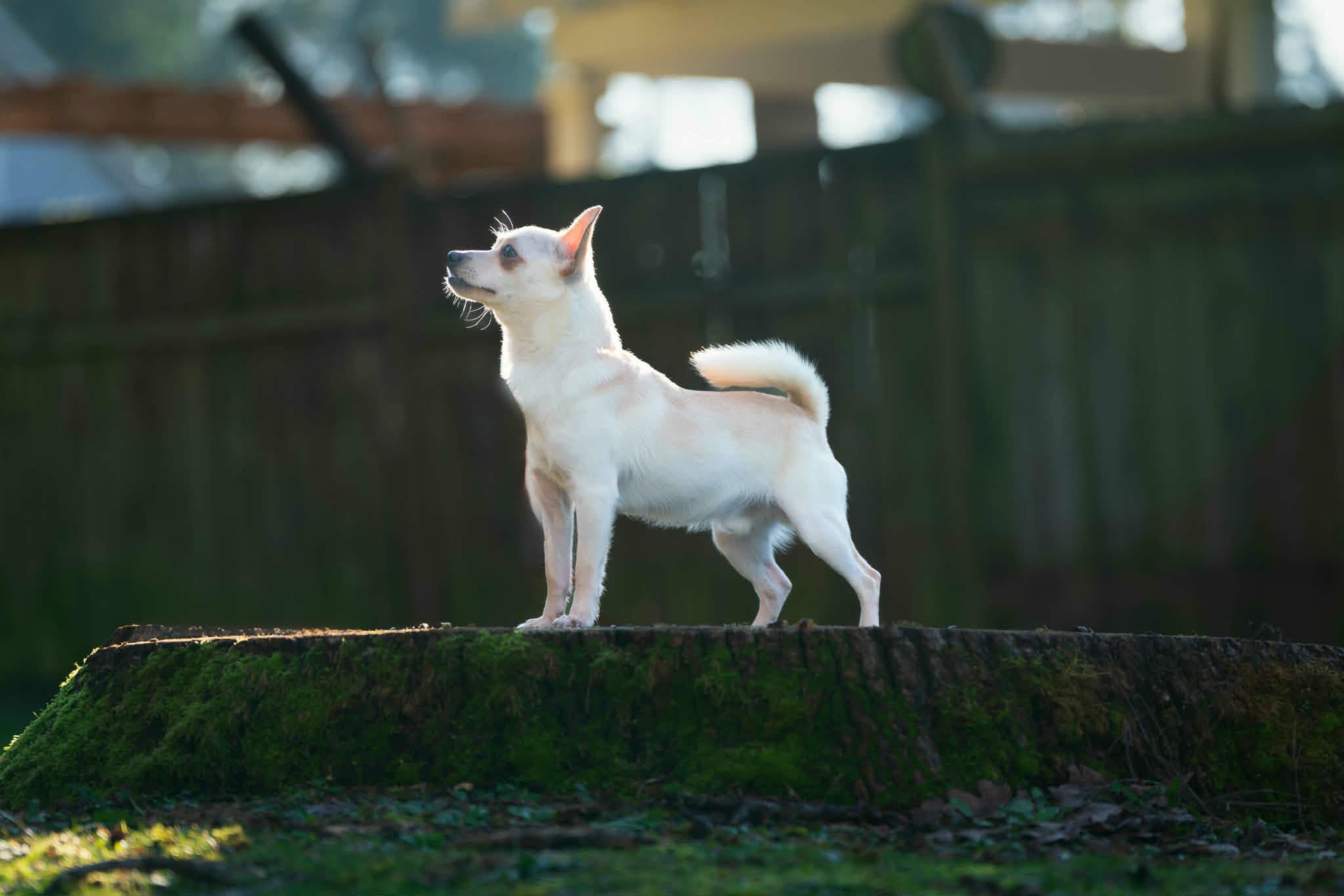 Enlarge Coco, a ADOPTABLE Chihuahua in Tacoma, WA image 1/6