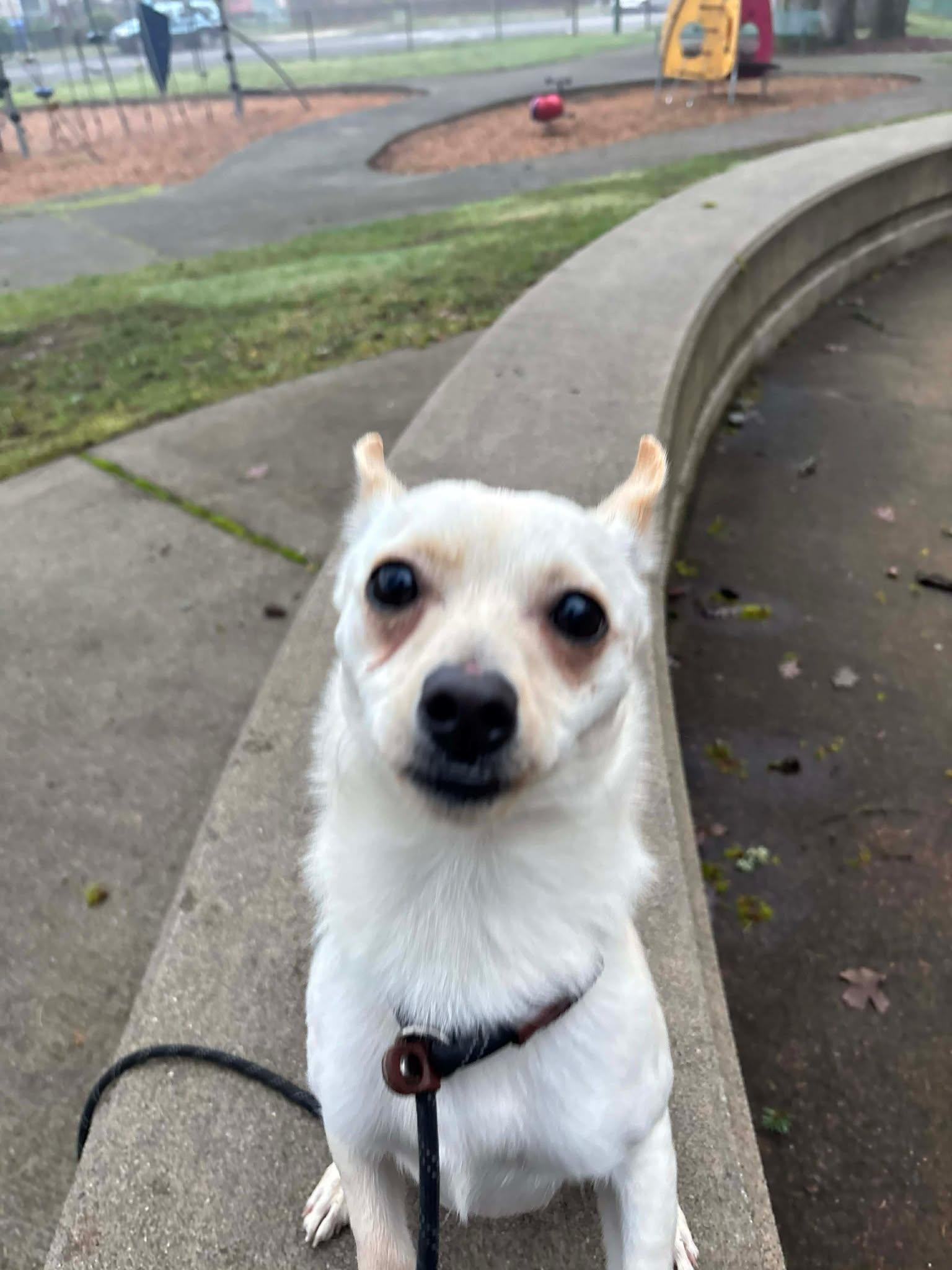 Enlarge Coco, a ADOPTABLE Chihuahua in Tacoma, WA image 6/6