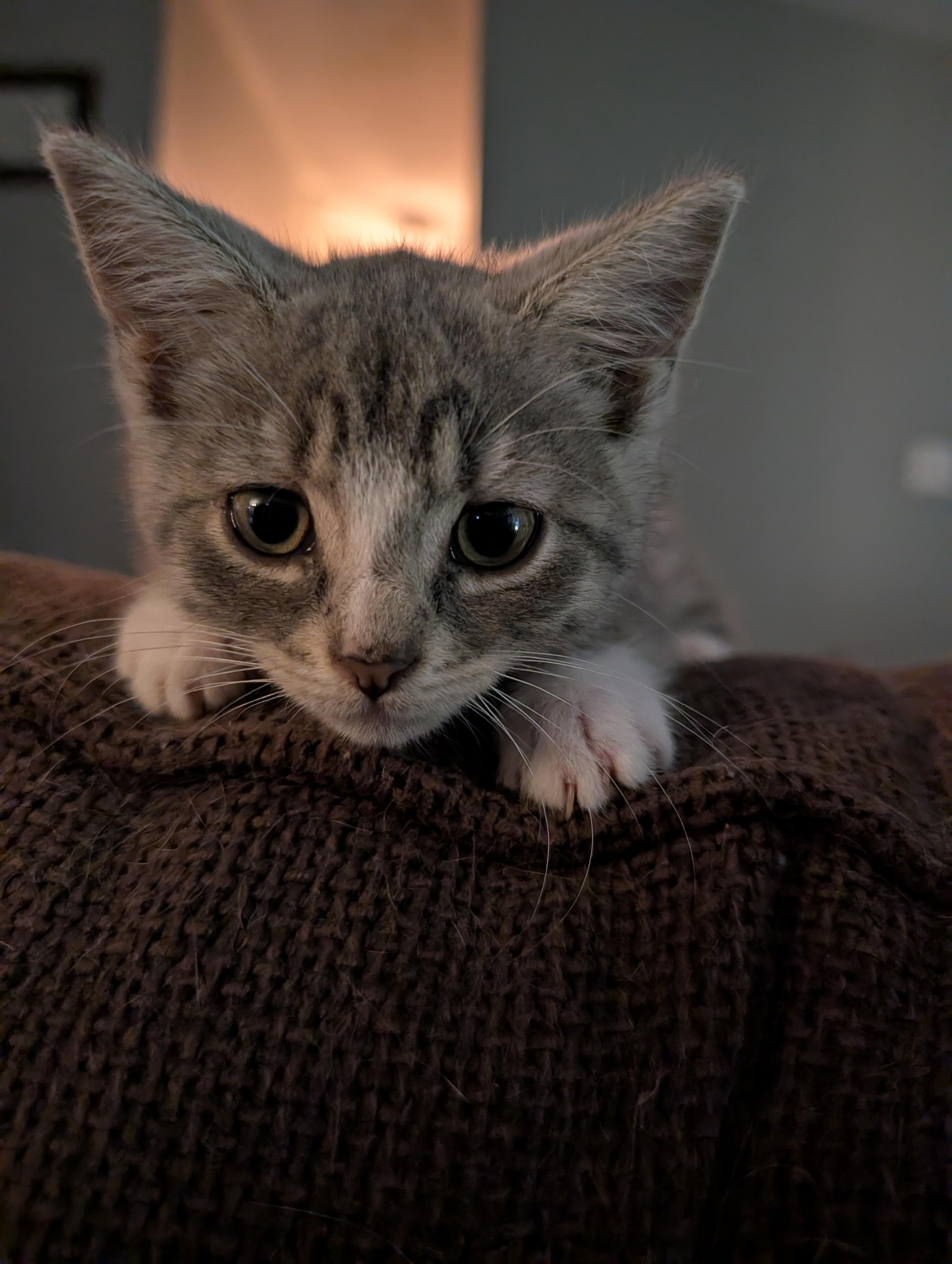 Enlarge Walter, an adopted Domestic Short Hair in Alexander, NY image 2/2