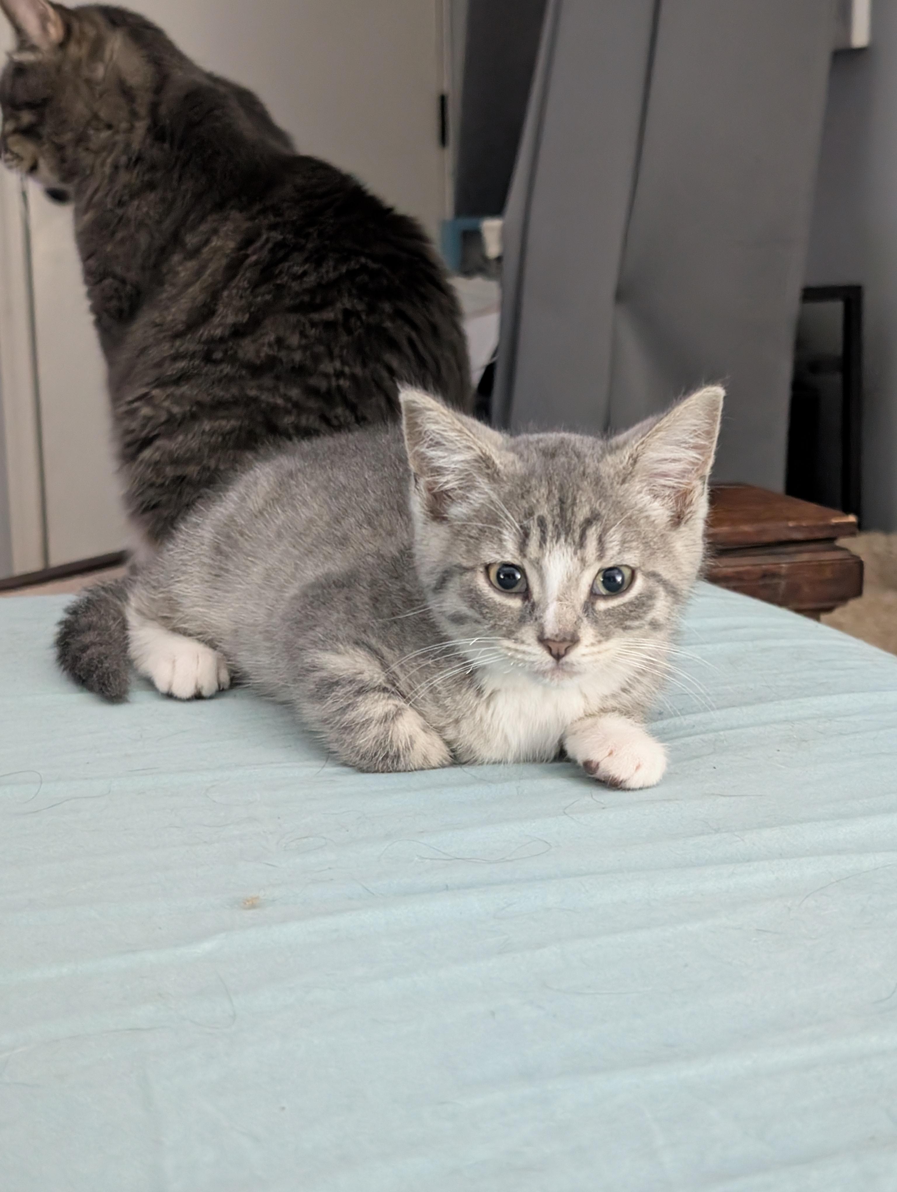 Enlarge Walter, an adopted Domestic Short Hair in Alexander, NY image 1/2