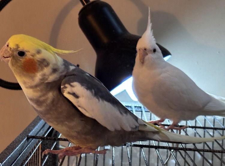 Sapphire & Fluffers, Adoptable, Adult Male Cockatiel.