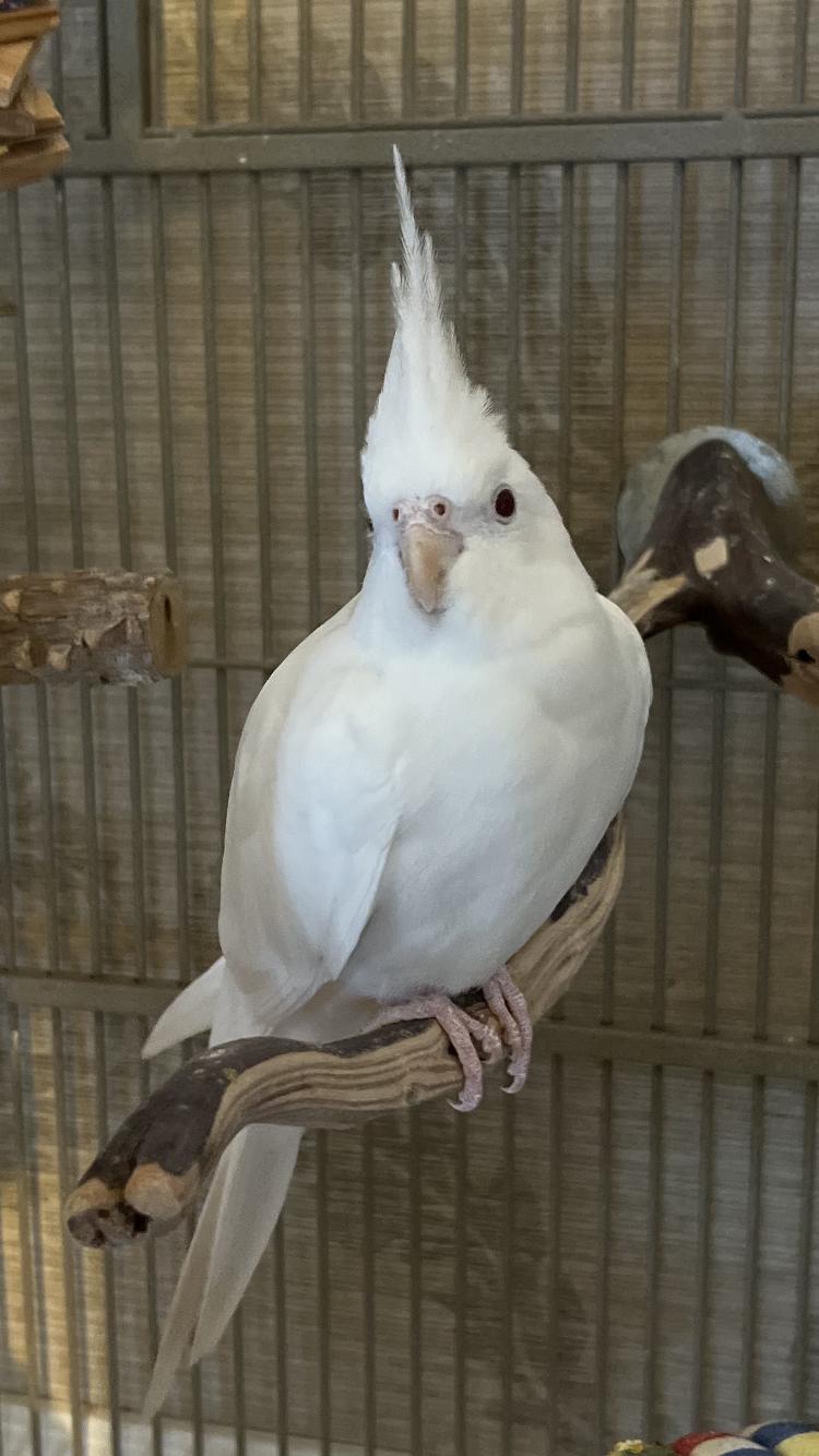 Enlarge Sapphire & Fluffers, a Adoptable Cockatiel in Belford, NJ image 2/3