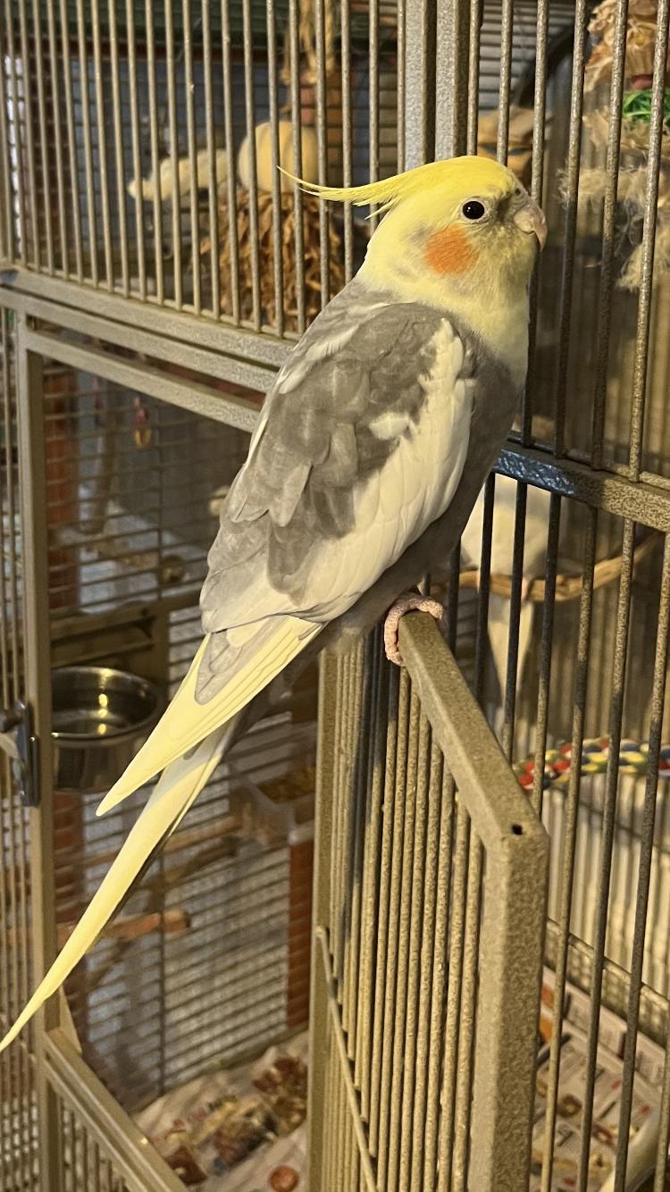 Enlarge Sapphire & Fluffers, a Adoptable Cockatiel in Belford, NJ image 3/3