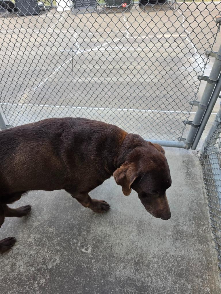 Enlarge Bruce, a Adoptable Labrador Retriever in Burnsville, NC image 1/1