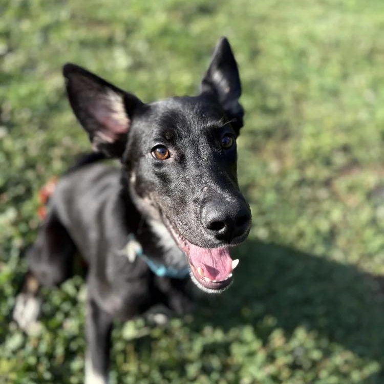 Enlarge Taka, a Adoptable German Shepherd Dog in Chuckey, TN image 1/1