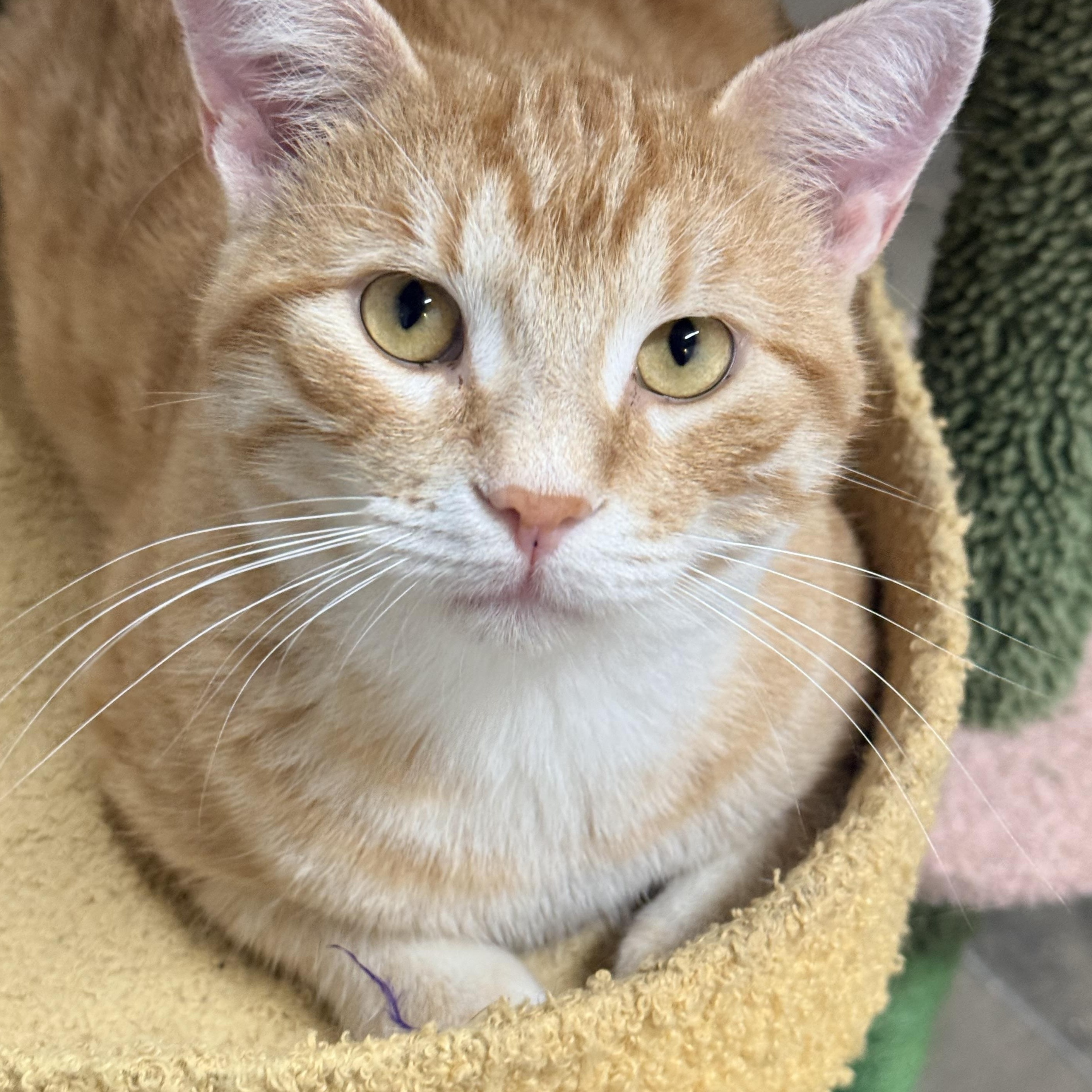 Hobbes, Adoptable, Young Male Domestic Short Hair.