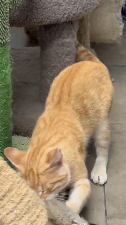 Enlarge Hobbes, a Adoptable Domestic Short Hair in Solon, IA video 2/2