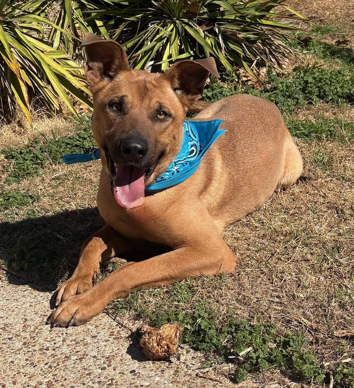 Lexus, a Adoptable mixed breed in Portage, WI image 4/5