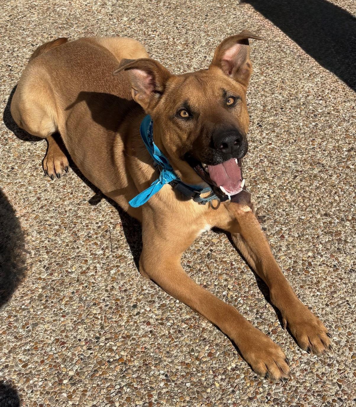 Lexus, a Adoptable mixed breed in Portage, WI image 2/5