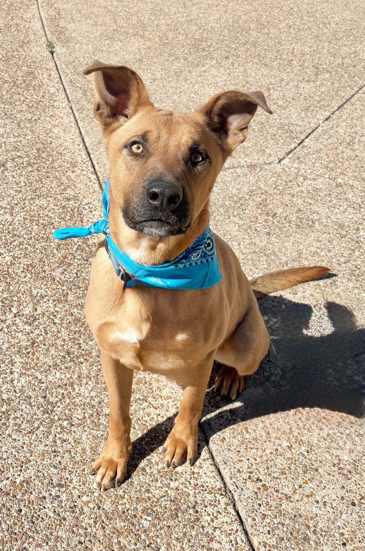 Lexus, a Adoptable mixed breed in Portage, WI image 5/5