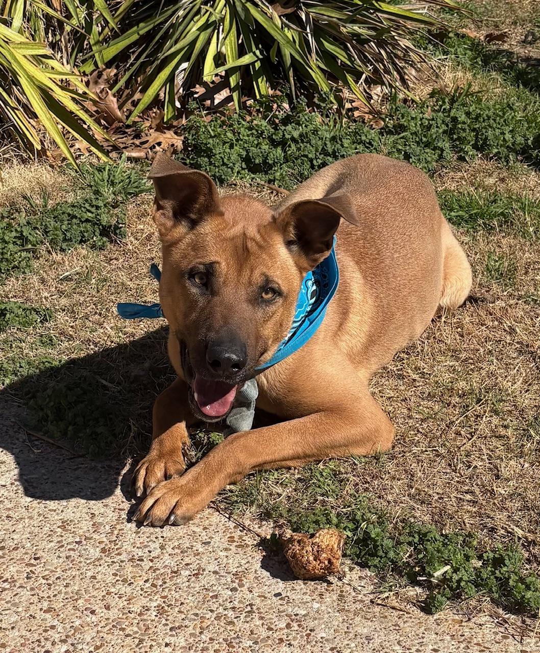 Lexus, a Adoptable mixed breed in Portage, WI image 3/5