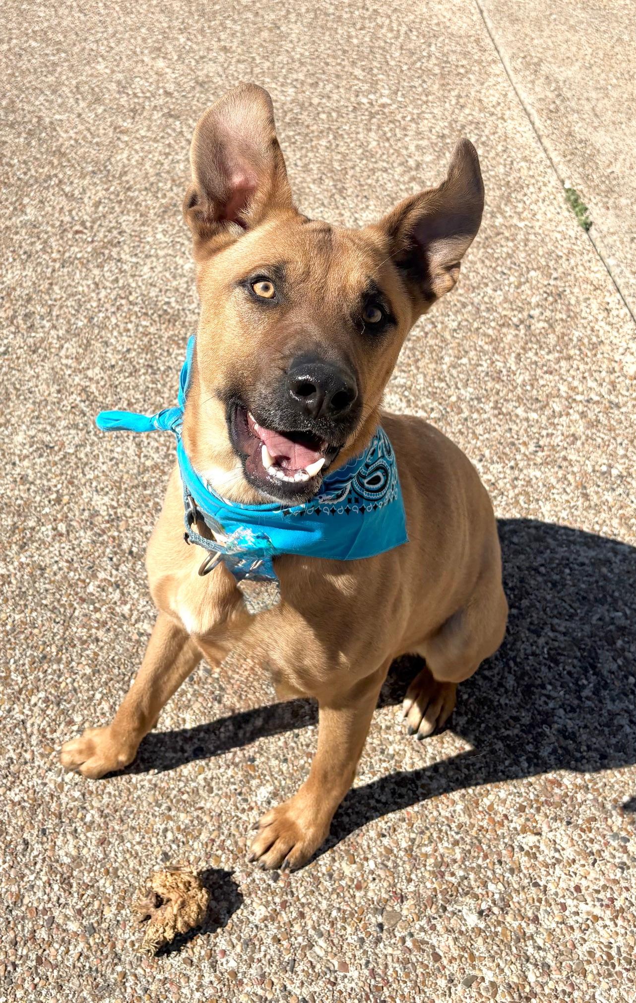 Lexus, Adoptable, Young Male Black Mouth Cur.