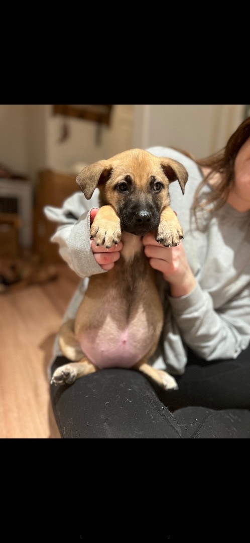 Enlarge Josie , a Adopted mixed breed in Beverly Hills , CA image 1/2