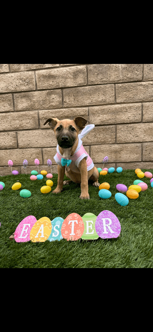 Enlarge Josie , a Adopted mixed breed in Beverly Hills , CA image 2/2