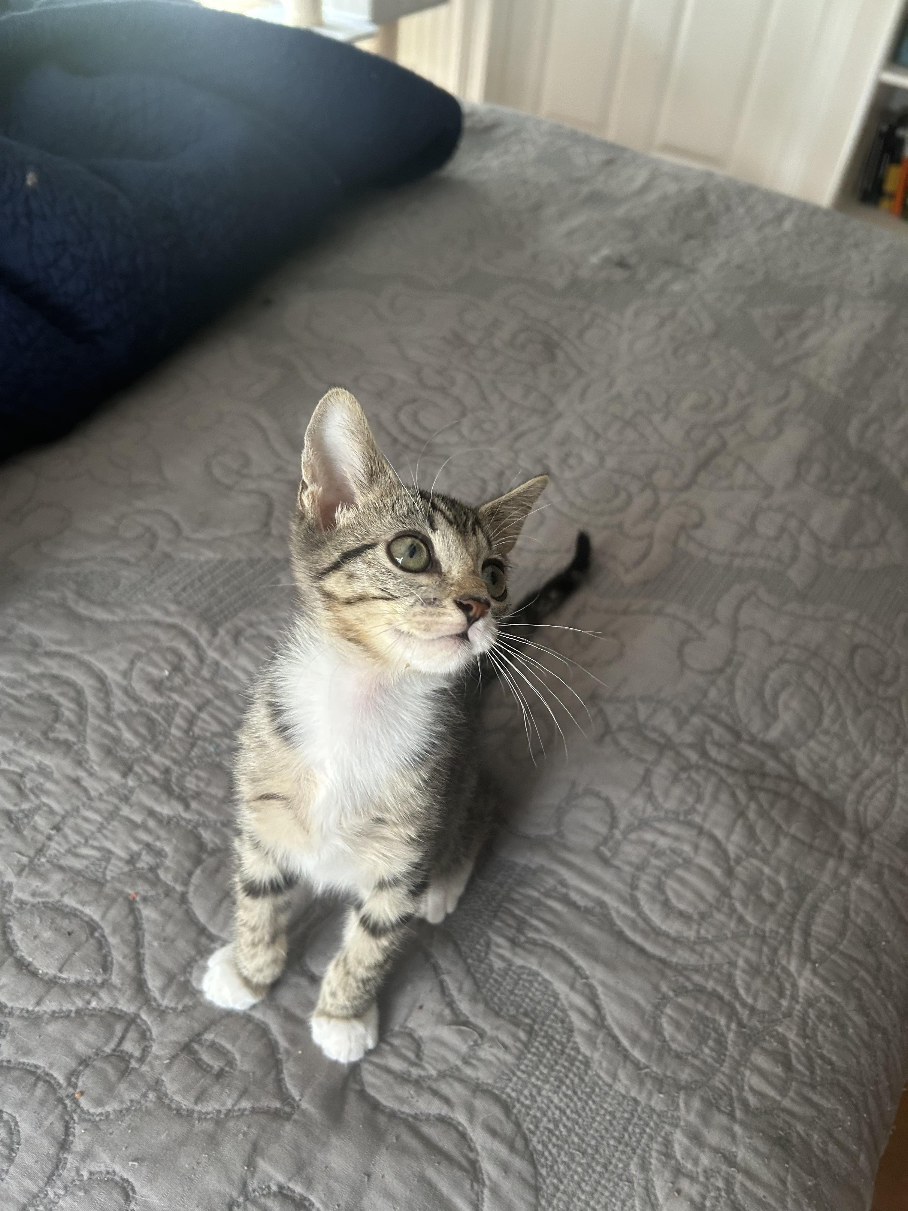 Enlarge Pickles, a Adopted Domestic Short Hair in Mount Pleasant, SC image 1/2