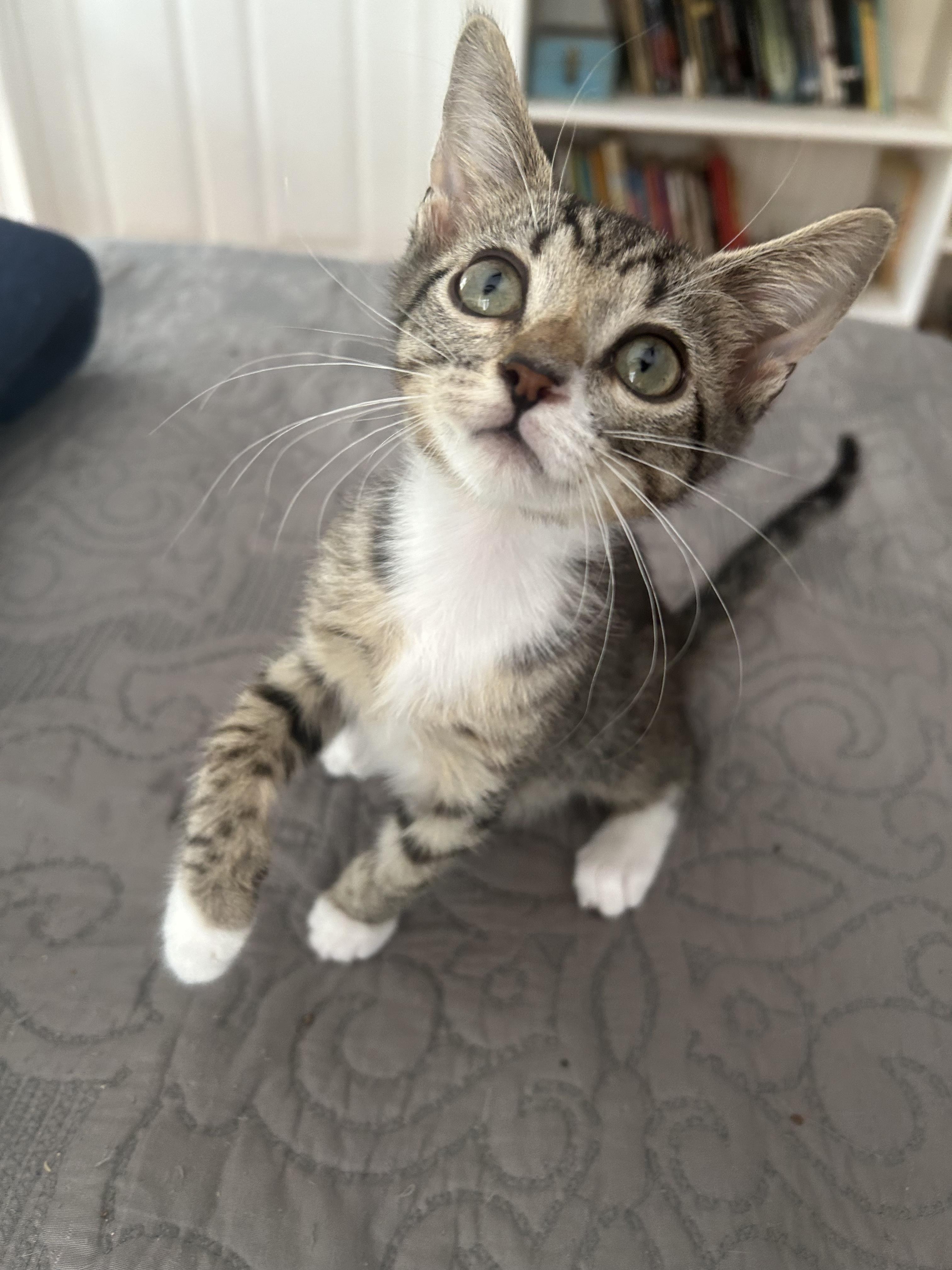 Enlarge Pickles, a Adopted Domestic Short Hair in Mount Pleasant, SC image 2/2