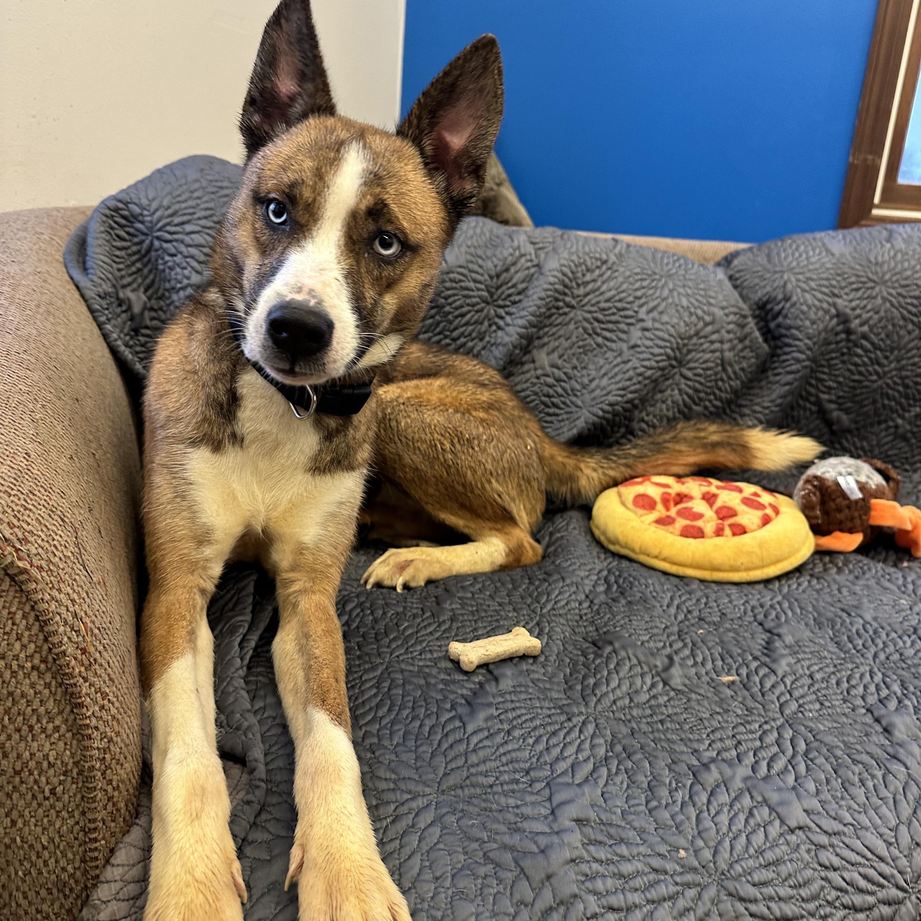 Leelo, Adoptable, Adult Female Australian Kelpie & Husky.