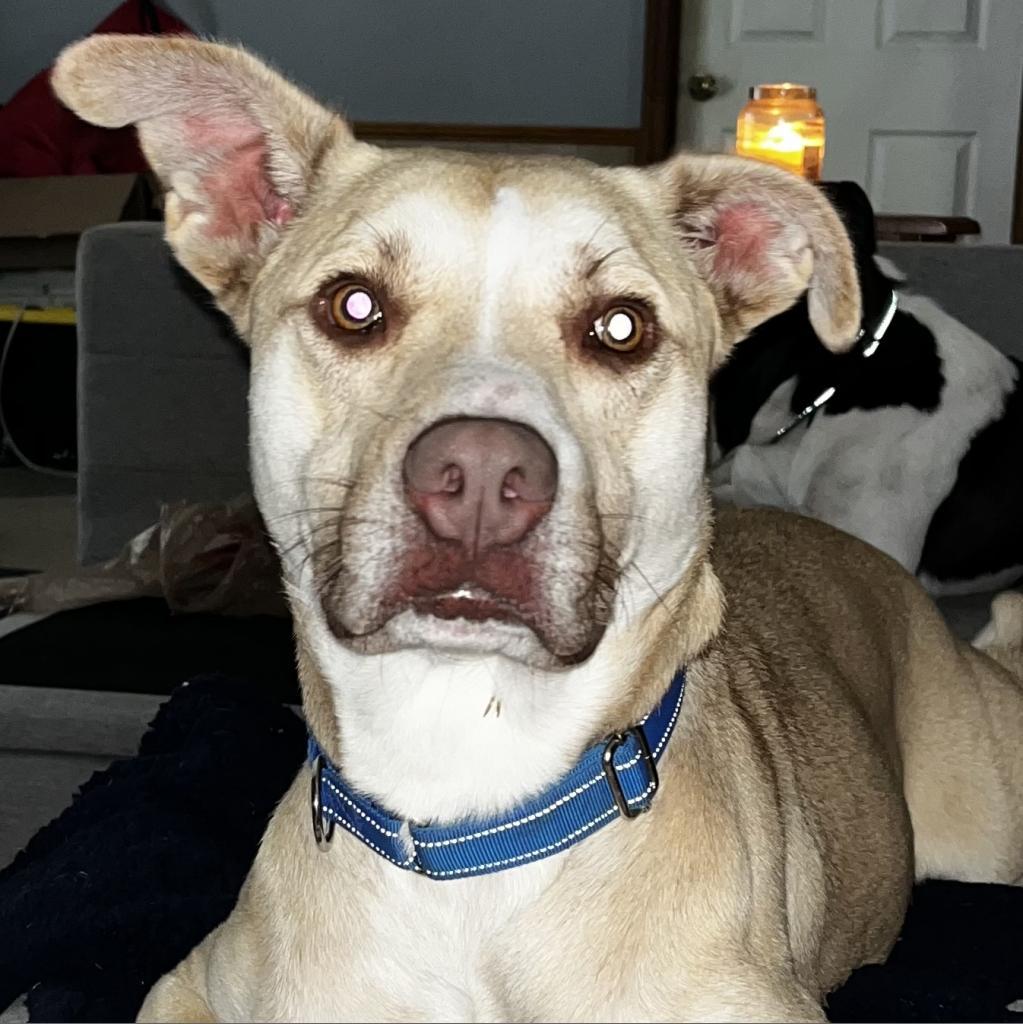 Carl, a Adoptable mixed breed in Peachtree City, GA image 1/4